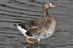 Greater White-fronted Goose Greater White-fronted Goose